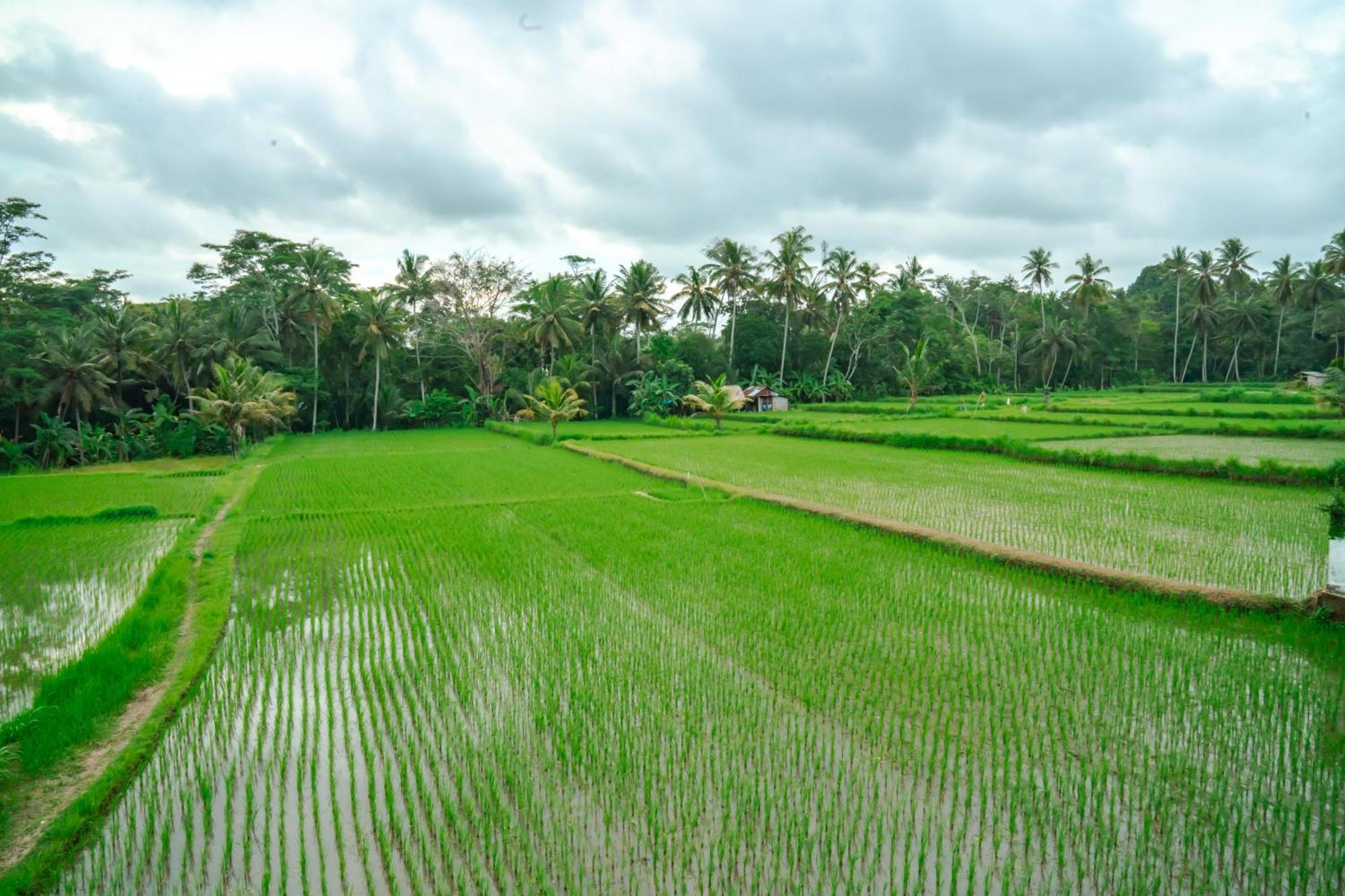 Tulus Hati Ubud Retreat Zewnętrze zdjęcie